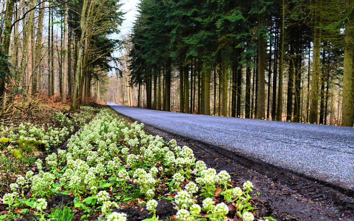 Denmark_Forests_Roads_471275 (700x437, 628Kb)