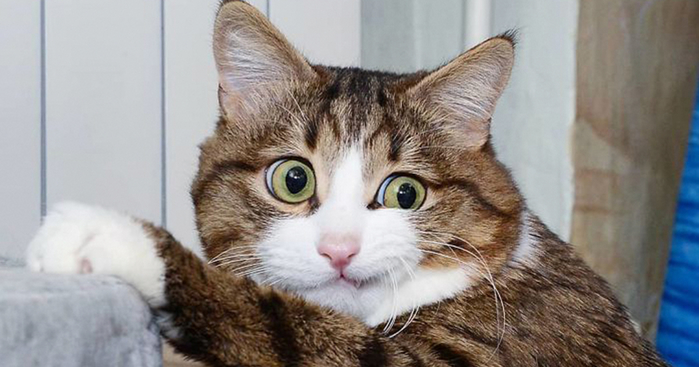 152335427366332289 (700x367, 235Kb)
