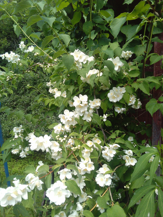 IMG_20150706_125953 (525x700, 587Kb)