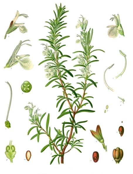 Rosmarinus_officinalis_-_Köhlers_Medizinal-Pflanzen-258 (454x591, 209Kb)