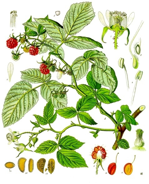 Rubus_idaeus_-_Köhlers_Medizinal-Pflanzen-124 (478x592, 362Kb)