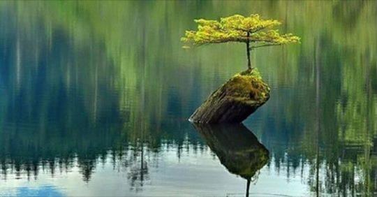 safe_imageДЕРЕВО (540x282, 22Kb)