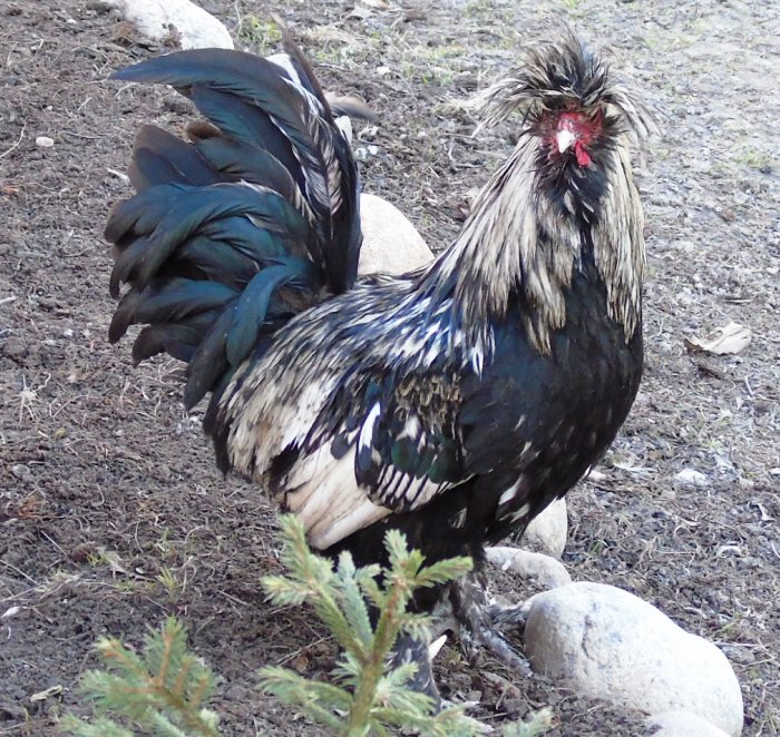 DSC00714 (700x662, 511Kb)