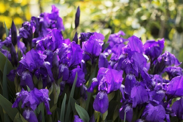 iris-irisy-letnie-tsvety-fioletovye-irisy-fioletovye-tsvety (641x427, 261Kb)