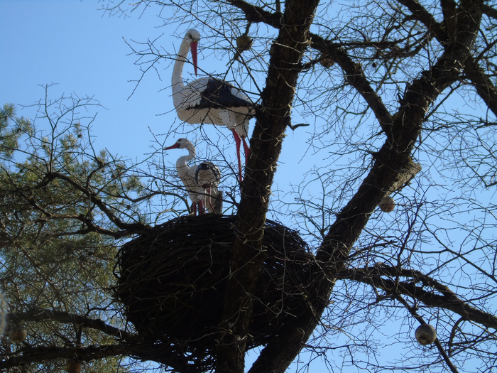 DSC00829 (700x525, 581Kb)