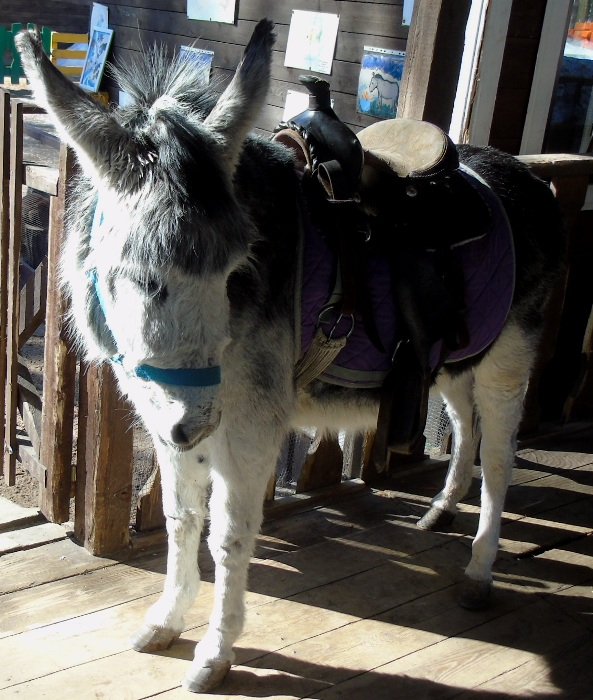 DSC00860 (593x700, 401Kb)