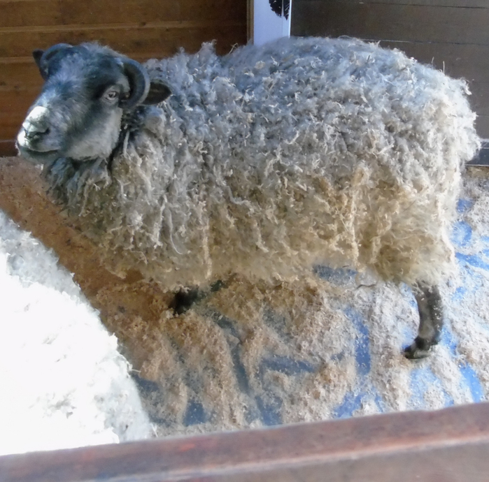 DSC00880 (700x690, 449Kb)