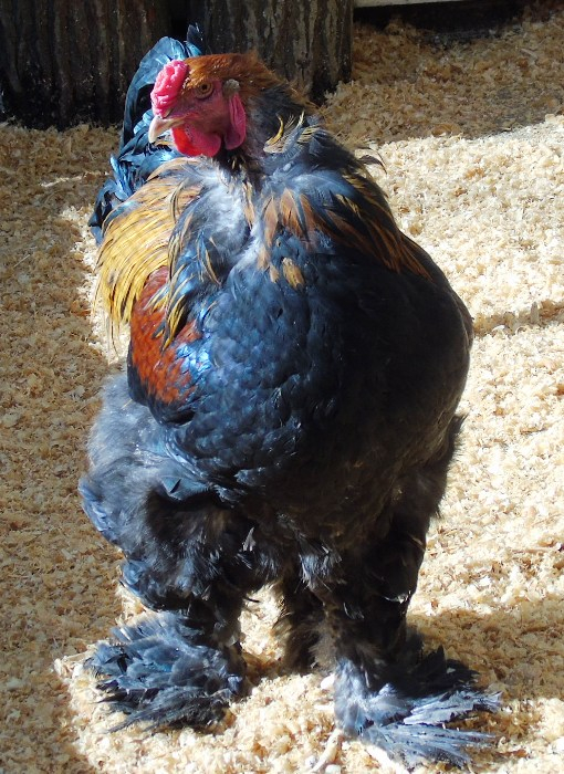 DSC00908 (510x700, 449Kb)