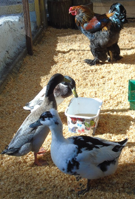 DSC00921 (476x700, 452Kb)