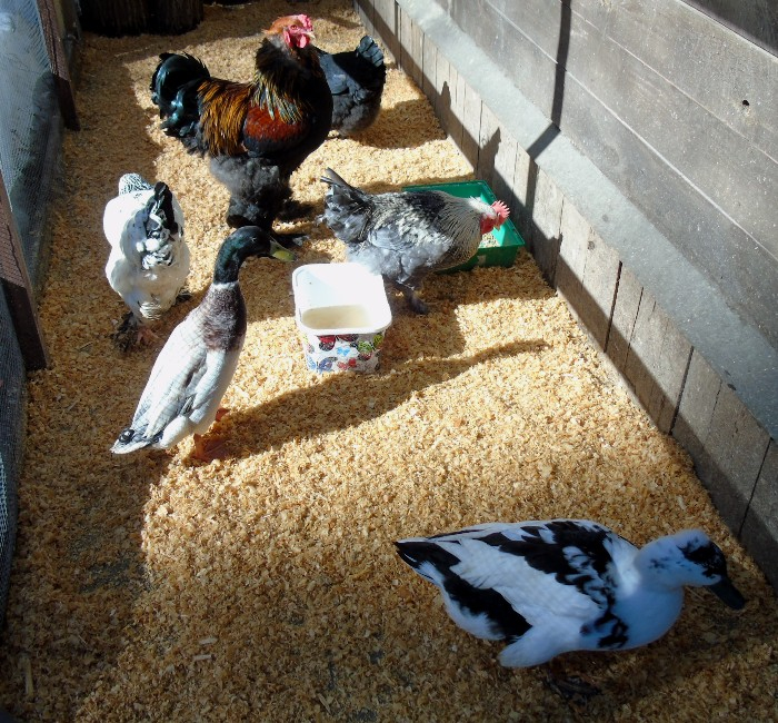 DSC00929 (700x650, 576Kb)