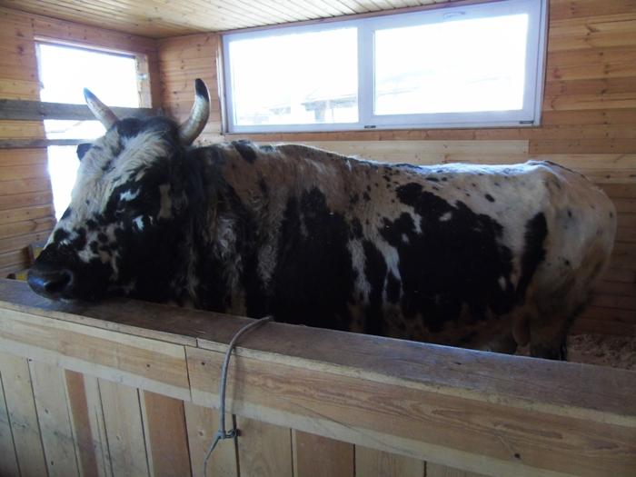 DSC00941 (700x525, 308Kb)