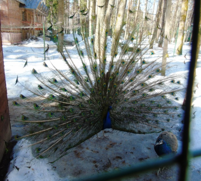 DSC00982 (700x630, 441Kb)