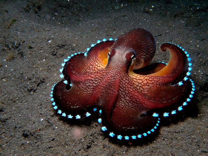 Octopus (700x525, 524Kb)