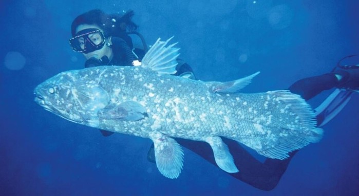 10 самых причудливых рыб мирового океана: фотографии