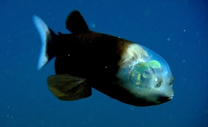 10 самых причудливых рыб мирового океана: фотографии