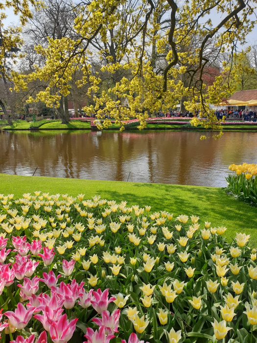 IMG-20190417-WA0000 (525x700, 594Kb)