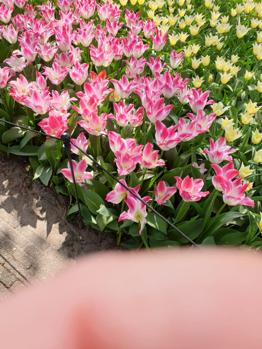IMG-20190417-WA0003 (525x700, 460Kb)