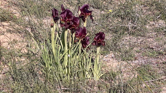 IMG-20190206-WA0001 (700x393, 405Kb)