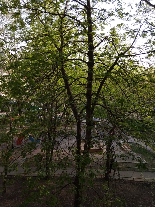 IMG_20190426_165102 (525x700, 553Kb)