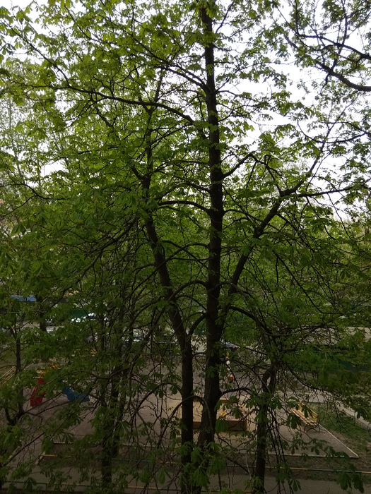 IMG_20190427_095926 (525x700, 565Kb)