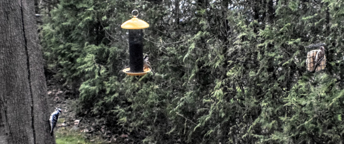 dv1 (700x294, 239Kb)