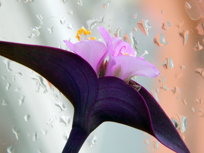    /6313355_669055 (700x525, 227Kb)