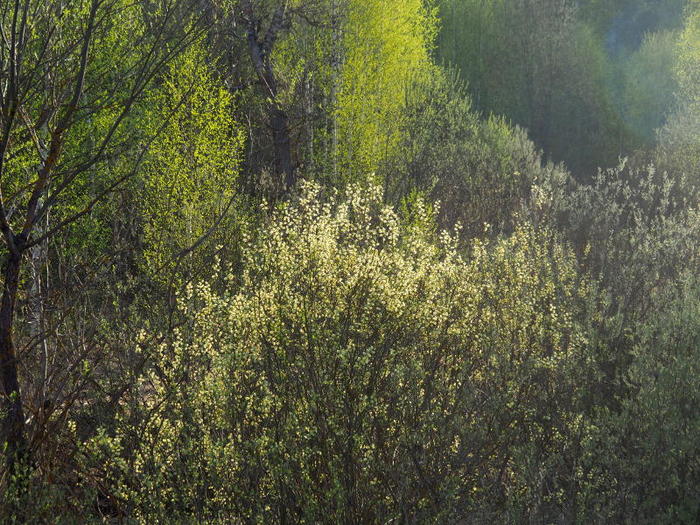 6469237_2019050503 (700x525, 119Kb)