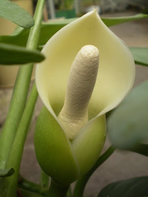 philodendron-hastatum-flower-close-own (300x400, 53Kb)