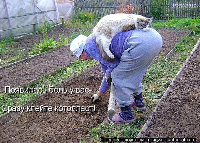 kotomatritsa_A (639x457, 310Kb)