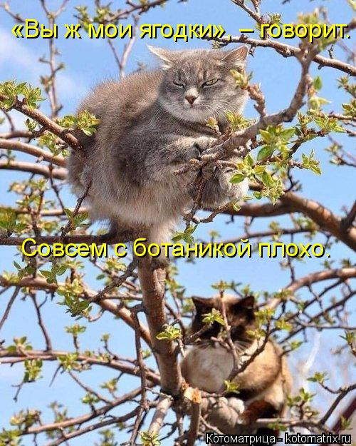 kotomatritsa_e (500x625, 340Kb)