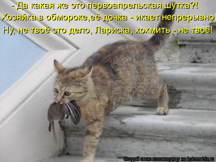 kotomatritsa_h (700x524, 341Kb)