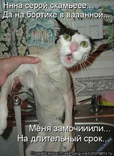 kotomatritsa_K (1) (439x599, 169Kb)