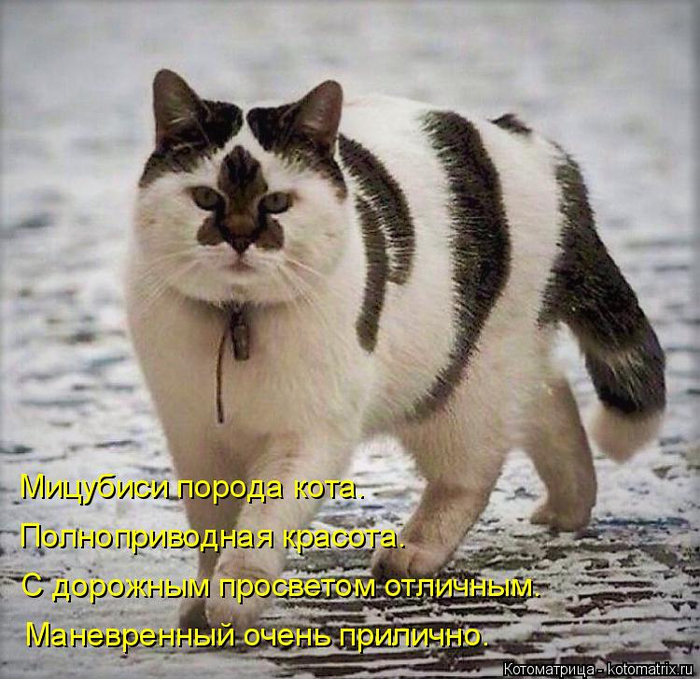 kotomatritsa_s (700x679, 453Kb)