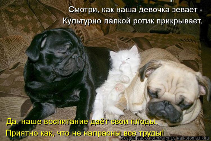 kotomatritsa_uX (700x465, 358Kb)