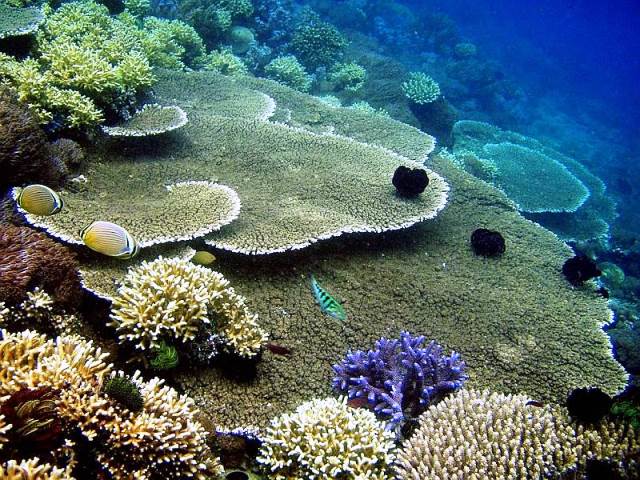 Образец пластичного коралла