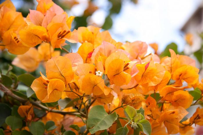 1280-93458758-orange-bougainvillea (700x466, 363Kb)