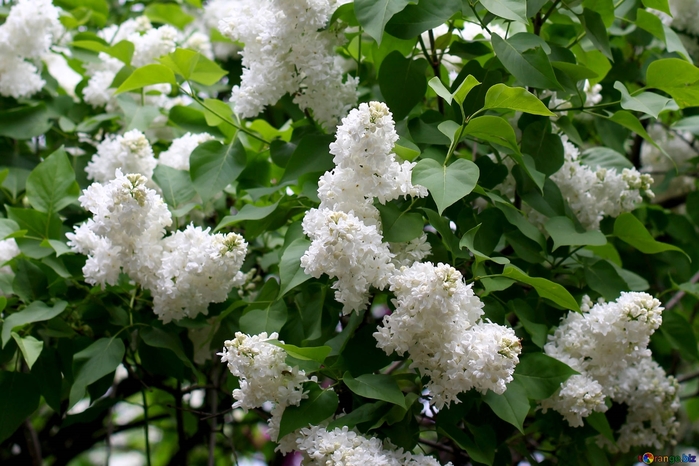 lilac-white-bushes-37573 (700x466, 277Kb)