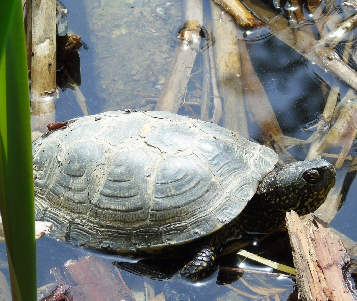 DSC06273 (700x590, 479Kb)