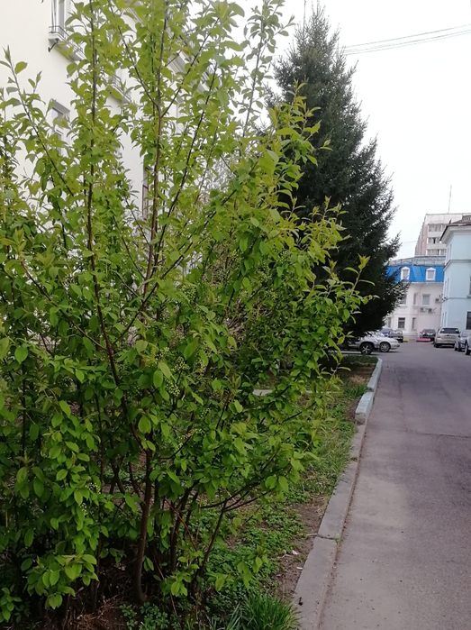 IMG_20190518_214801 (523x700, 486Kb)