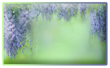 5392353_miniaturash_cvet_gliciniya1 (370x230, 122Kb)