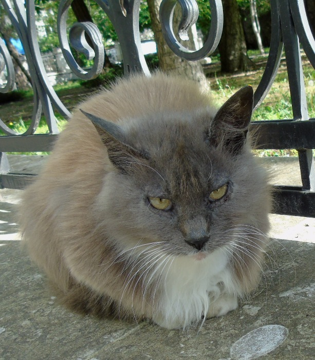 DSC00779 (613x700, 437Kb)