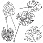  depositphotos_125783936-stock-illustration-silhouette-tropical-monstera-leaves-black (700x700, 273Kb)