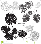  silhouette-tropical-monstera-leaves-black-isolated-white-background-vector-illustration-66253387 (654x700, 279Kb)