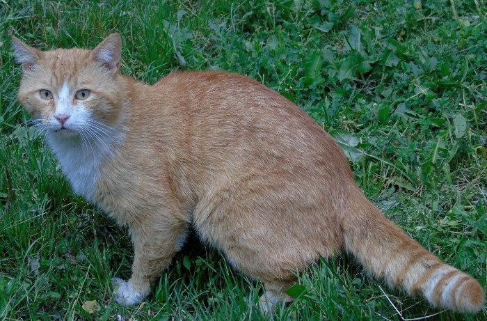 DSC01101 (700x461, 454Kb)