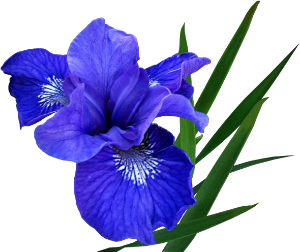 270-2709203_blue-flowers-photoshop-roses-meme-rose-memes-humor-ирис-пнг (590x496, 290Kb)