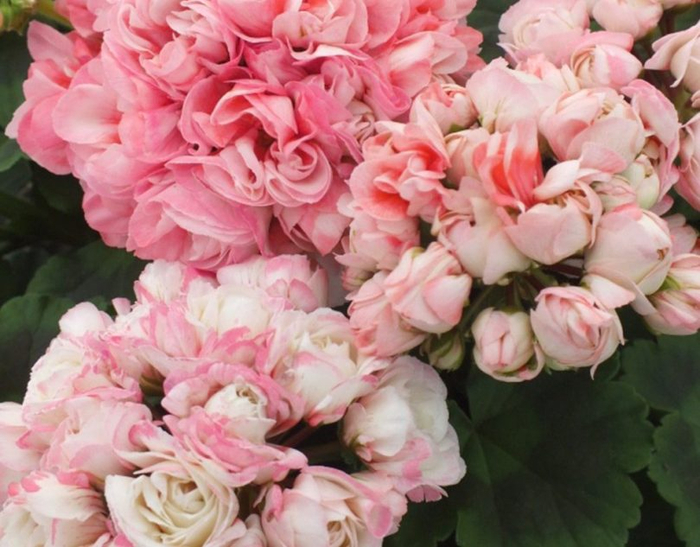 geranium_apple_blossom-e1488198581489-810x633 (700x547, 379Kb)