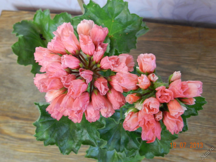 tyulpanovidnaya-pelargoniya-marie-louise-1-4058375 (700x525, 367Kb)