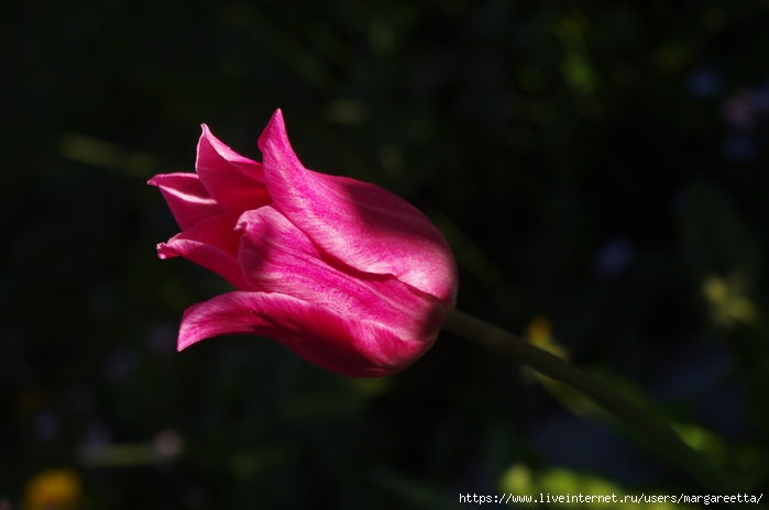 IMGP1208 (700x464, 161Kb)