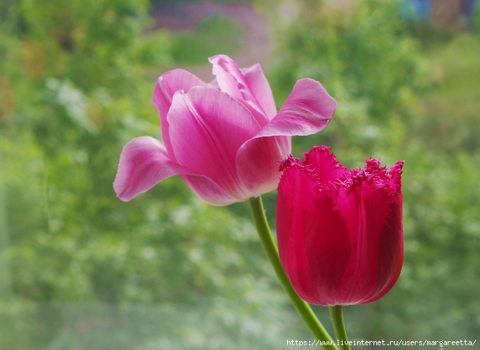 IMGP1435с (700x510, 237Kb)