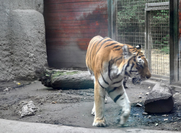 4752699_tigr371k (700x516, 88Kb)